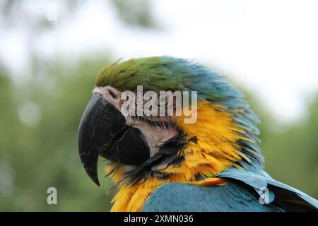 A Close-up of the Head and Beak of a Macaw Parrot Bird. Stock Photo
