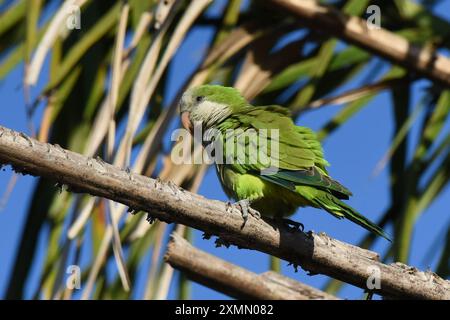 The Monk parakeet (Myiopsitta monachus) is common in woodland borders and groves, often around buildings Stock Photo