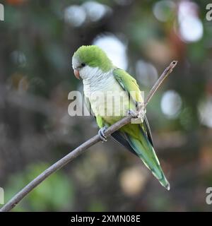 The Monk parakeet (Myiopsitta monachus) is common in woodland borders and groves, often around buildings Stock Photo