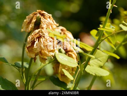 Dried withered garden Rosa Hybrida Pat Austin in a botanical garden Stock Photo