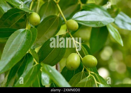 Unripe green jujubes fruits hanging from a branch of Ziziphus jujuba or jujube red date or Chinese date tree. Stock Photo