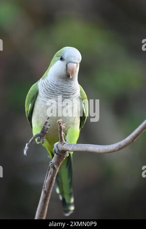 Close-up portrait of Monk parakeet (Myiopsitta monachus) Stock Photo