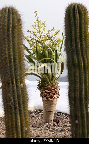 Close-up of cacti and aloes growing in a flower bed in Santorini. Caldera on background. Aegean sea Stock Photo