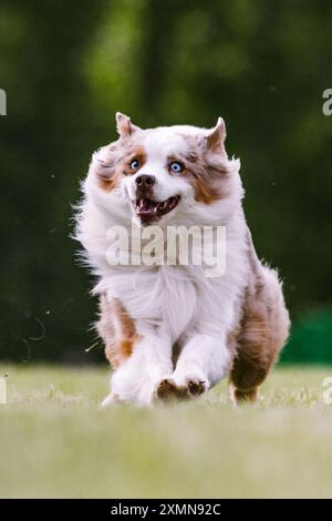 Miniature American Shepherd running lure course dog sport Stock Photo