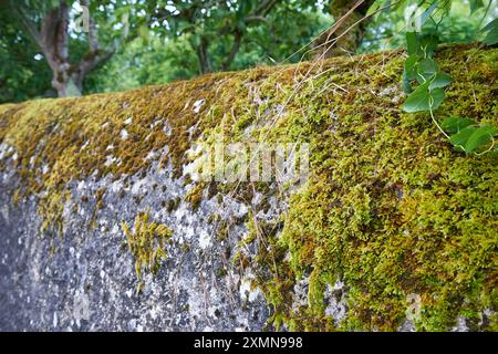 Green moss texture on old stone wall Stock Photo