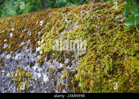 Green moss texture on old stone wall Stock Photo