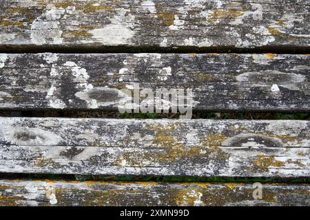 Green moss texture on old wooden plank Stock Photo