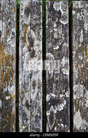 Green moss texture on old wooden plank Stock Photo