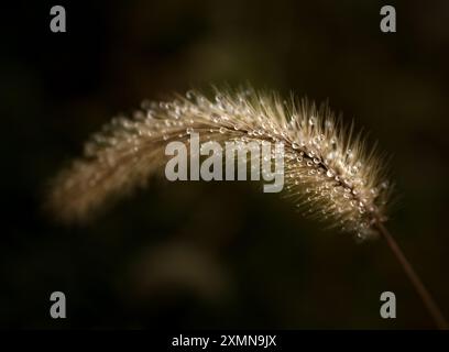 Close up of fuzzy plant with rain droplets Stock Photo