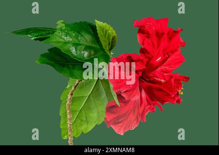 Double red hibiscus on a green background Stock Photo