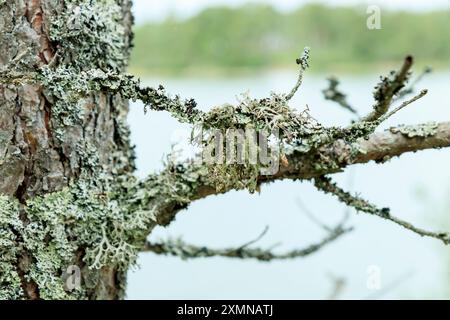 Close-up of a Lichen Xanthoria parietina on the trunk of a pine tree in the forest. Beautiful gray fruticose lichen on the trunk of a pine in the fore Stock Photo