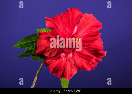 Double red hibiscus on a purple background Stock Photo