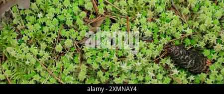 Green moss texture wallpaper, Moss in the wild summer forest of Finland, background with copy space Stock Photo