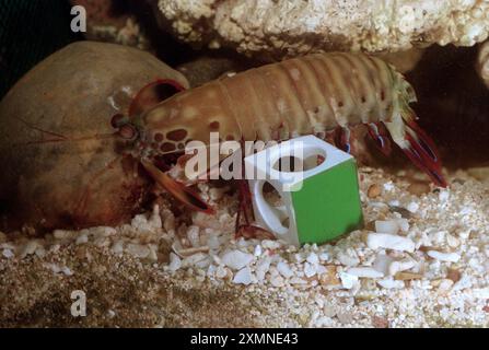 A mantis shrimp looks for food in cubes used by scientists at Sussex University to test its colour vision.   The mantis shrimp, only 8cm long, can see three times as many colours as a human and its colour vision is twice as powerful as any other animal. The tests were being done by neuroscientist Justin Marshall.     20 June 1996    Picture by Roger Bamber Stock Photo