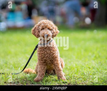 Poodle on green grass outdoors. Brown poodle sits on the grass in the park. Poodle on green grass outdoors. Dog walking. Stock Photo