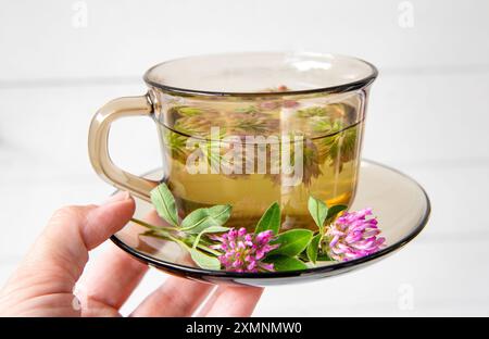 Woman hand holding Trifolium pratense, red clover herbal tea in tea cup on white wood board background. Herbal medicinal tea in glass. Stock Photo