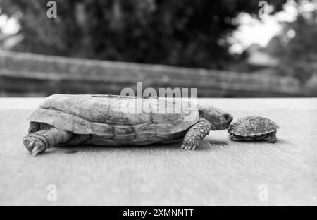 The pancake tortoise ( Malacochersus tornieri ) is a species of flat-shelled tortoise and this is a mum and baby at Bristol zoo. They are very rare in the wild. The baby was called Flat Stanley by the zoo staff.   14 August 1990 Picture by Roger Bamber Stock Photo