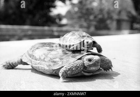 The pancake tortoise ( Malacochersus tornieri ) is a species of flat-shelled tortoise and this is a mum and baby at Bristol zoo. They are very rare in the wild. The baby was called Flat Stanley by the zoo staff.   14 August 1990 Picture by Roger Bamber Stock Photo
