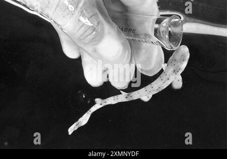 The world's first test-tube baby shark was born at Portsmouth Sea Life Centre , Hampshire, in July 1994. The 31/2 inch shark spent eight weeks in the test-tube after its egg case was broken by a dog which picked it up on the shoreline. After it grew to a healthy 6ins long in the aquarium it was released back into the sea. 22 July 1994 Picture by Roger Bamber Stock Photo