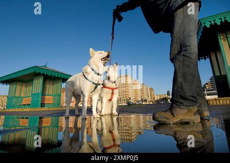 Picture by Roger Bamber : 17 December 2008 : Promenade Dogs... Siberian Huskys, Patch and Snowy, ( Brother and Sister ), go for a walk with their owner Duncan Hedges on the promenade on Brighton and Hove seafront. Stock Photo