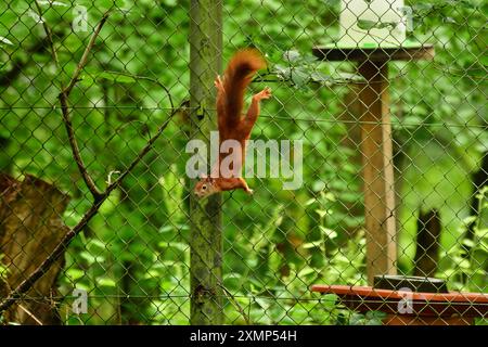 Red squirrel on fence in forest wildlife nature cute fast. High quality photo Stock Photo
