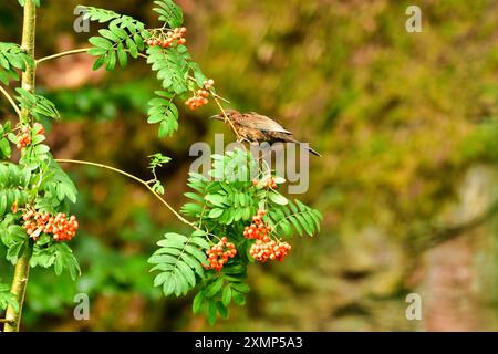 black bird eating berrys on tree nature wildlife songbird. High quality photo Stock Photo
