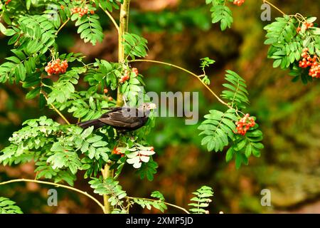 black bird eating berrys on tree nature wildlife songbird. High quality photo Stock Photo