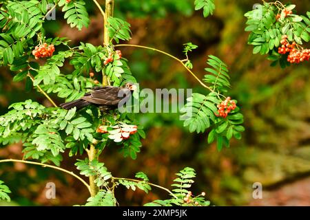 black bird eating berrys on tree nature wildlife songbird. High quality photo Stock Photo
