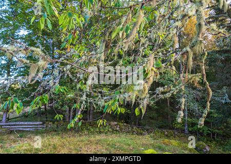 Beard lichen on a tree branches Stock Photo