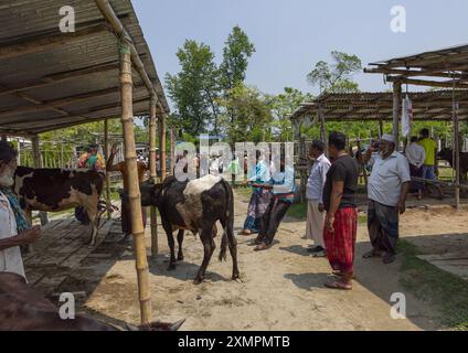 Bangladeshi men selling and buying cows at cattle market, Barisal Division, Wazirpur, Bangladesh Stock Photo