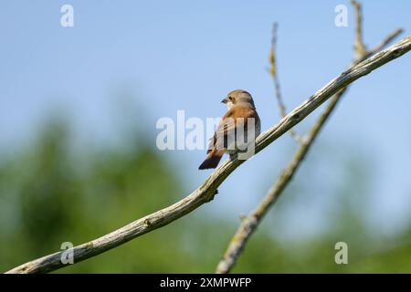 A Red Backed Shrike sitting on a bush, sunny day in summer in Germany Putbus Germany Stock Photo