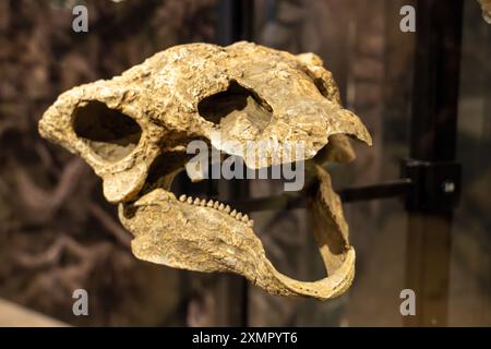 Skull of an ankylosaur armored dinosaur, Gastonia burgei, in the Natural History Museum of Utah, Salt Lake City, Utah. Stock Photo