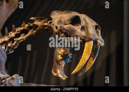 Saber tooth cat (smilodon fatalis) skeleton at Panhandle-Plains ...