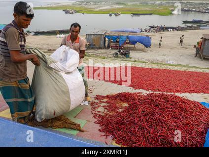 Bangladeshi men dry red chili pepper in Kalitola ghat, Rajshahi Division, Sariakandi, Bangladesh Stock Photo