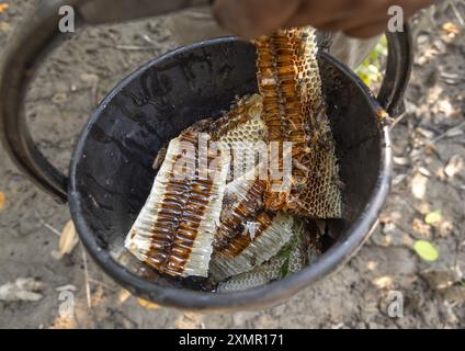 Honey collected in the mangrove, Khulna Division, Shyamnagar, Bangladesh Stock Photo