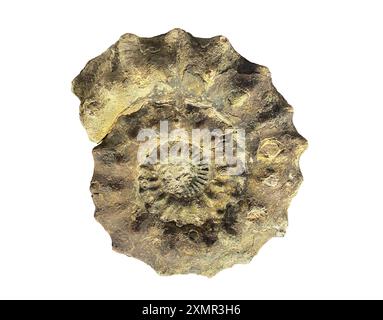 Ammonite, Peltoceras athleta isolated on white background with clipping path Stock Photo