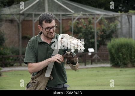 A Common Barn Owl perched on it's handler during a display at Thorp Perrow Arboretum Stock Photo