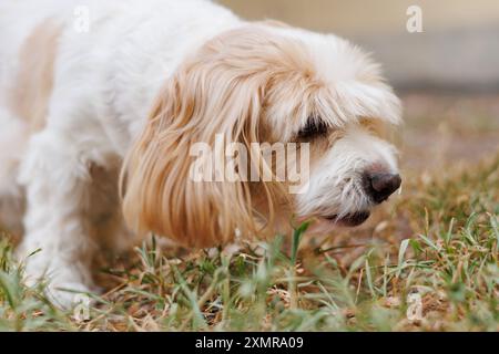 Close-up of cavachon dog sniffing grass in public park during walk, Alcoy, Spain Stock Photo