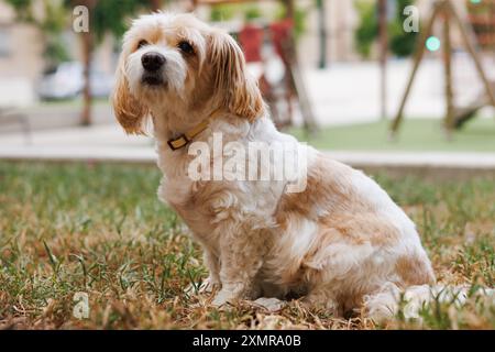 Cavachon dog sitting in profile in a public park during his daily walk, Alcoy, Spain Stock Photo