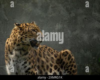 Adult Amur leopard  Panthera pardus orientalis. Sitting on the surface of a large rock. Stock Photo