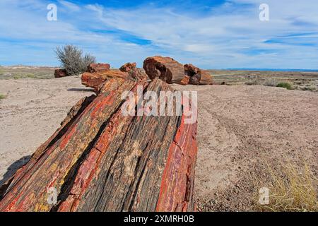 Close up segmented petrified wood tree trunk with distant view of Painted Desert Stock Photo