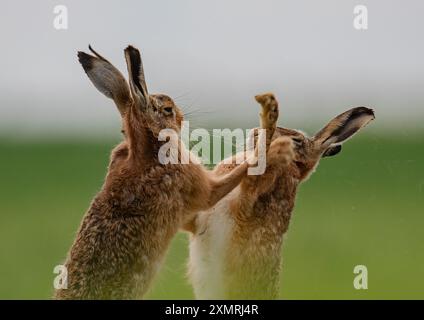 Boxing Hares -Fisticuffs . Close up of  a male and female Brown Hare (Lepus Europaeus) punching each other and getting physical. Suffolk UK Stock Photo