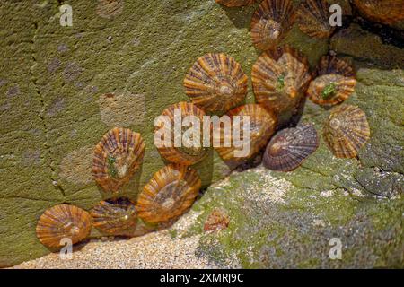 Limpets shells exposed at low tide. Stock Photo