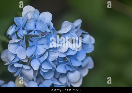 Blue Hydrangeas close up with blurred green background Stock Photo