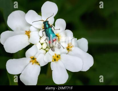 Malachite Beetle (Malachius bipustulatus) male from above on Evergreen Candytuft Stock Photo