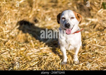 A happy rescued stray dog on a farm in the countryside of Seville, Spain. Depicts joy, nature, and rural life. Stock Photo