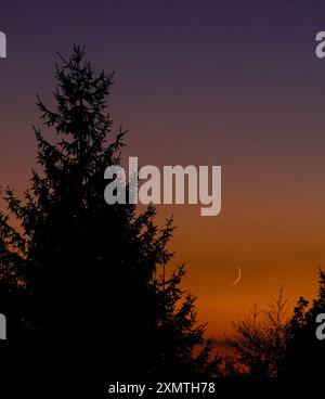 A tree is silhouetted against a purple and orange sky with a crescent moon Stock Photo