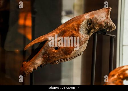 Caveman, Neanderthal, Primate, Homo Mammuthus, mammoth, Elephantidae ...