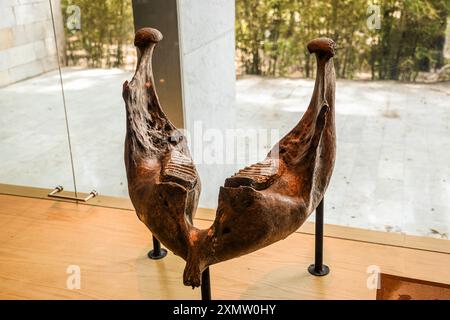 Caveman, Neanderthal, Primate, Homo Mammuthus, mammoth, Elephantidae ...