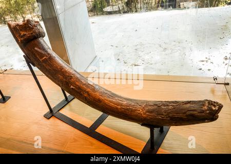 Caveman, Neanderthal, Primate, Homo Mammuthus, mammoth, Elephantidae ...